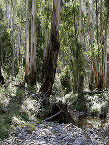 Australian bush 100 ml