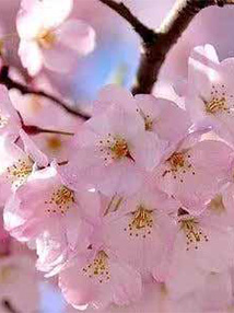 Japanese Cherry Blossom 50ml